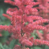 Astilbe