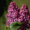 Lilas