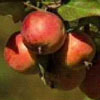 Pommes