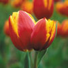 Tulipe