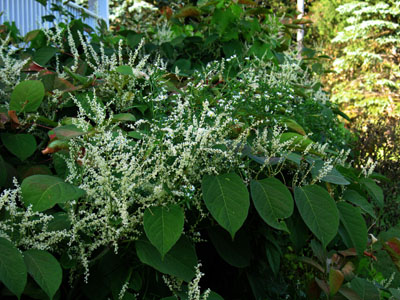Japanese Knotweed flower and foliage � Sylvie Maurice