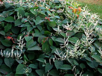 Japanese Knotweed flower and foliage � Sylvie Maurice