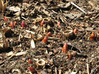 Japanese Knotweed Rhizomes � Sylvie Maurice