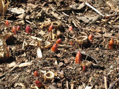 Japanese Knotweed Rhizomes � Sylvie Maurice