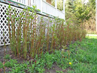 Japanese Knotweed Stems  � Sylvie Maurice