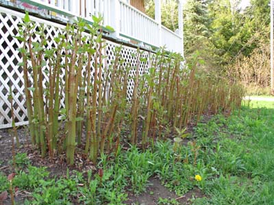 Japanese Knotweed Stems � Sylvie Maurice