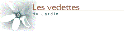 Les vedettes du jardin