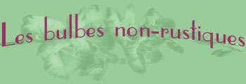 Bulbes non-rustiques