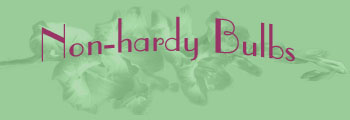 Non-hardy bulbs