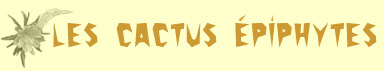 Les cactus �piphytes