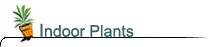 Indoor Plants