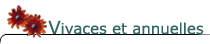 Vivaces et annuelles