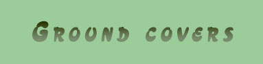 Ground Covers