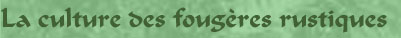 La culture des foug&egrave;res rustiques