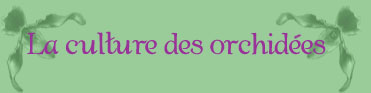La culture des orchid�es