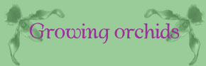 Growing orchids