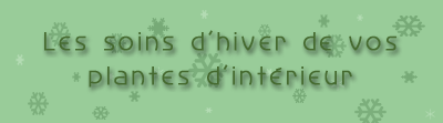 Les soins d'hiver de vos plantes d'int�rieur