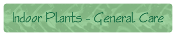 Indoor Plants - General Care