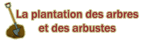 La plantation des arbres et des arbustes