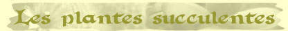 Les plantes succulentes