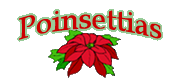 Poinsettias