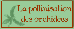 La pollinisation des orchid�es