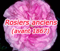 Rosiers anciens 'Oeillet flamand'