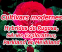 Cultivars modernes 'Cuthbert Grant'