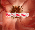 Floribundas 'Dr. Faust'