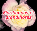 Floribundas et grandifloras