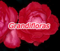 Grandifloras 'Scarlet queen Elisabeth'