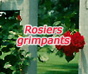 Rosiers grimpants