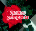 Rosiers grimpants 'Don Juan'