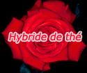 Hybrides de th� 'Ingrid Bergman'