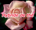 Hybrides de thé