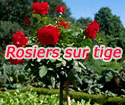 Rosiers sur tige hybride de th� 'Olympiad'