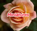 Miniatures 'Mary Marshall'