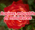 Rosiers arbustifs et miniatures