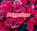 Polyanthas 'Orange triumph'