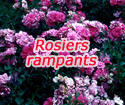 Rosiers rampants 'Flower carpet'