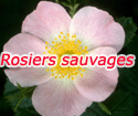 Rosiers sauvages Rosa 'Eglanteria'