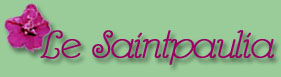 Le Saintpaulia