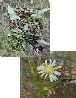 Asplenium rizophyllum et Solidago ptarmicoides