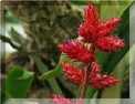 Les brom�liac�es