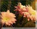 Les cactac�es et les succulentes