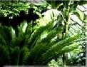 Les cycad�es