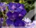 Les gesn�riac�es