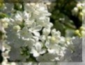 Les lilas