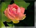 Les lotus
