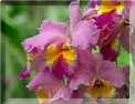 Les orchid�es